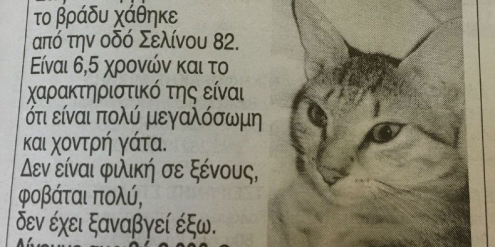 Χανιά: 6.000 € αμοιβή σε όποιον βρει γατάκι που χάθηκε (φωτο)