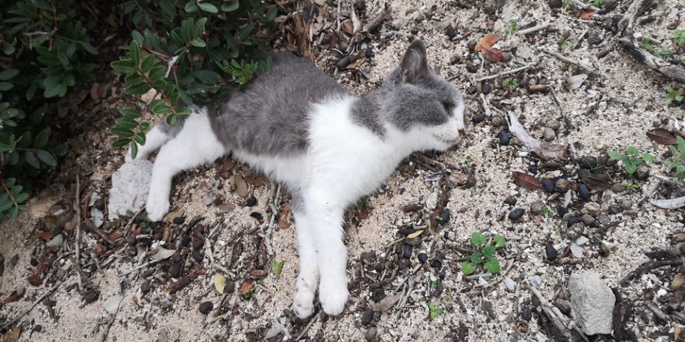 Χανιά: Απάνθρωποι έριξαν φόλες και σκότωσαν γάτες και νυφίτσες στον Μπάλο – Σκληρές εικόνες