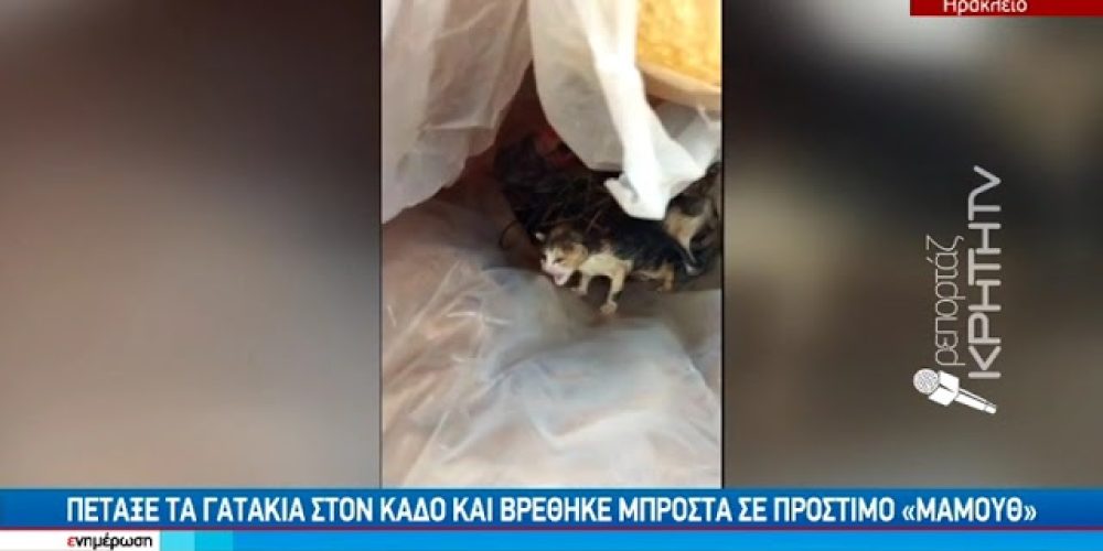 Κρήτη: Πρόστιμο «μαμούθ» 250.000 ευρώ σε 59χρονο που πέταξε γατάκια σε κάδο απορριμμάτων (video)