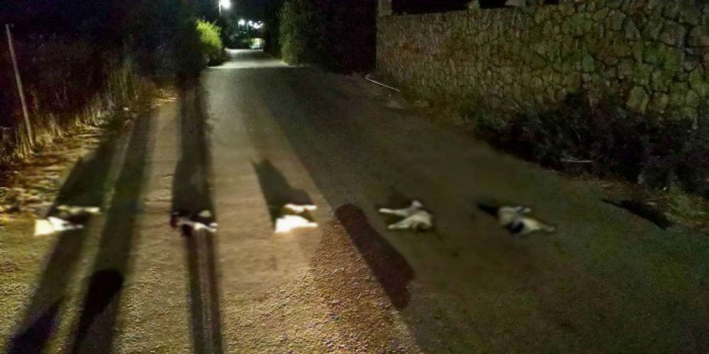 Φρίκη στα Χανιά! Βασάνισαν και σκότωσαν γάτες και τις έβαλαν στην μέση του δρόμου (φωτο)