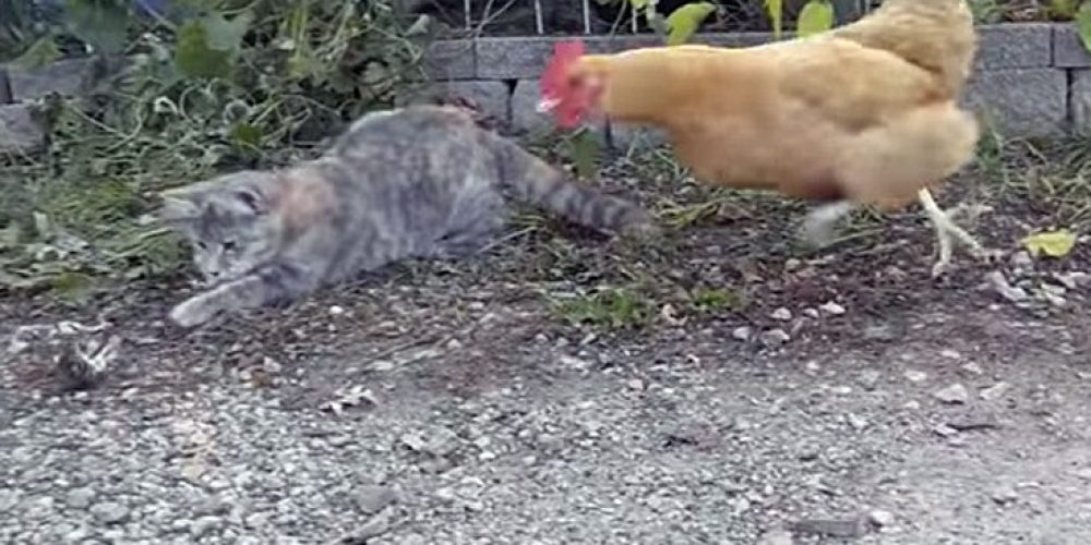 Να τι συμβαίνει όταν μια γάτα και μια κότα διεκδικούν το ίδιο «γεύμα»