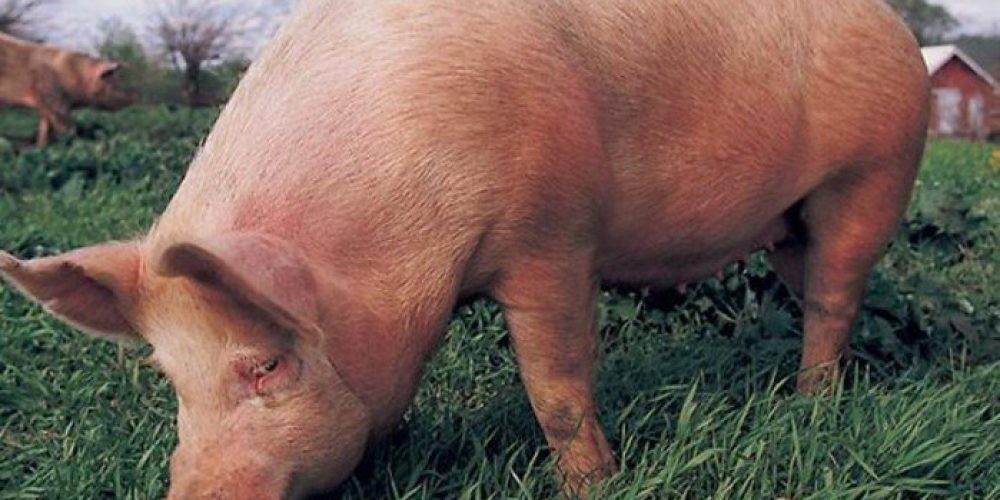 Γουρούνια επιτέθηκαν σε περιπολικό σε χωριό της Κρήτης (φωτό)