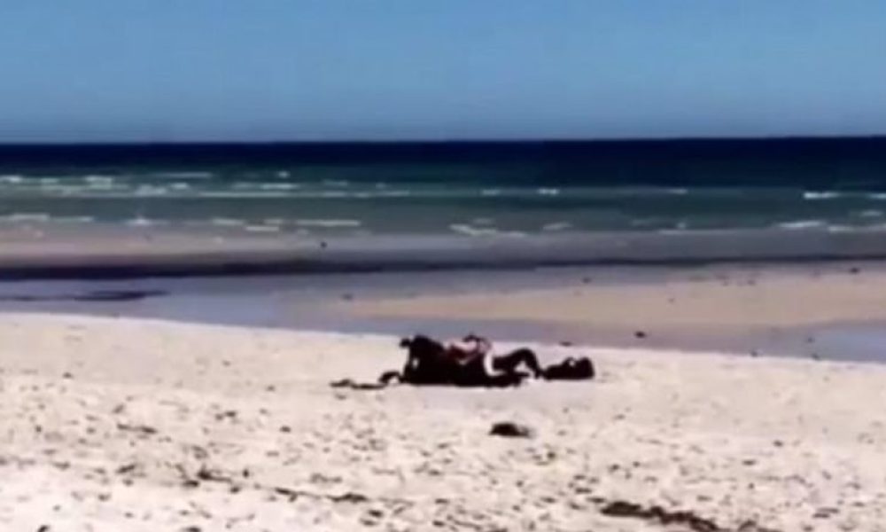 Βίντεο: Ασυγκράτητο ζευγάρι κάνει σεξ φόρα-παρτίδα σε δημοφιλή παραλία της Αυστραλίας