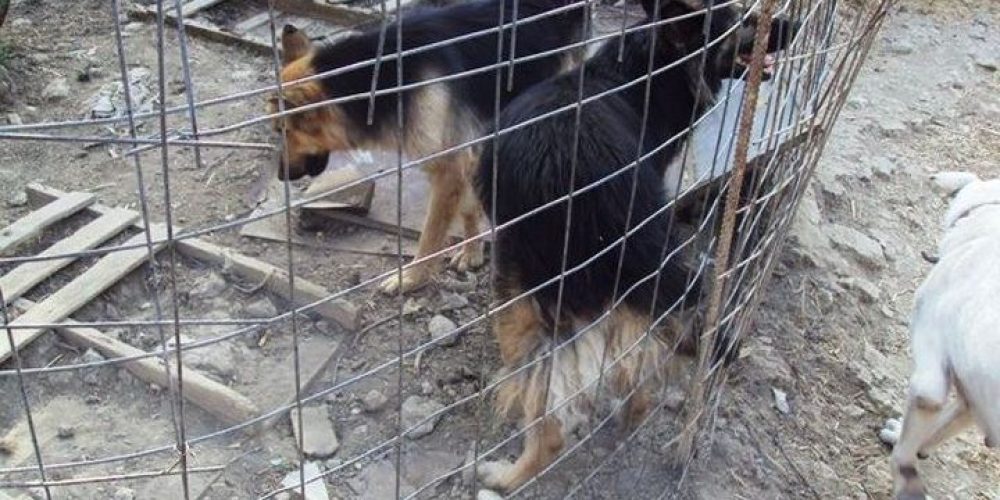 Αυτόφωρο και πρόστιμο χιλιάδων ευρώ για κακοποίηση σε ιδιοκτήτη σκύλων στα Χανιά