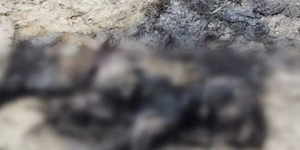 Κτηνωδία στα Χανιά – Έκαψαν ζωντανό σκύλο (Σκληρές εικόνες)