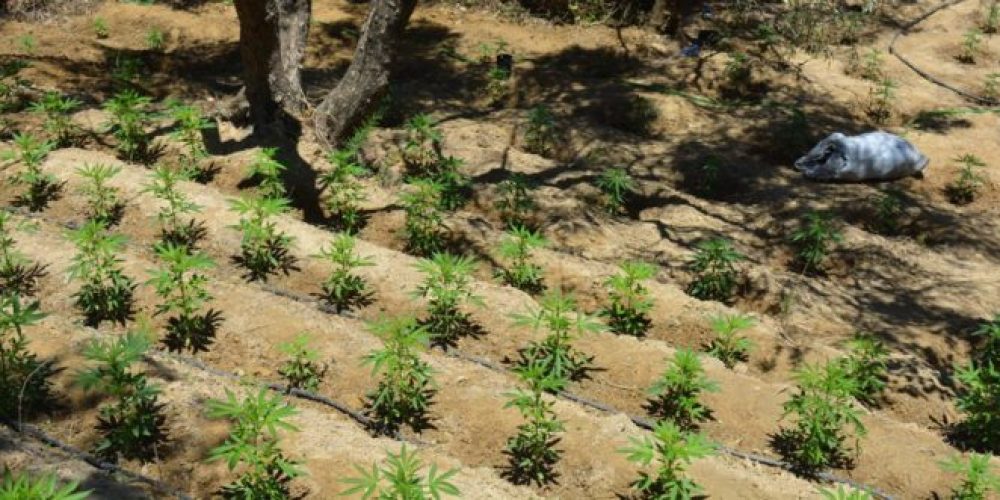 Χανιά: Εντοπίστηκε φυτεία δενδρυλλίων κάνναβης