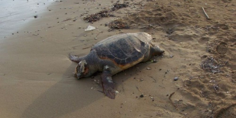 Νεκρή χελώνα στο Κουμ Καπί έγινε θλιβερή ατραξιόν…