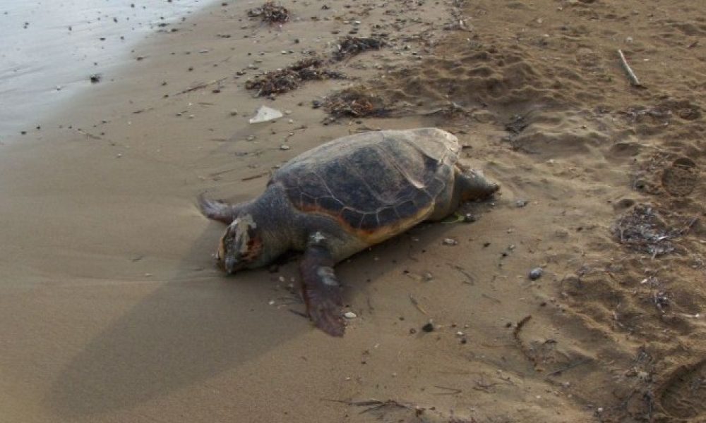 Νεκρή χελώνα στο Κουμ Καπί έγινε θλιβερή ατραξιόν...