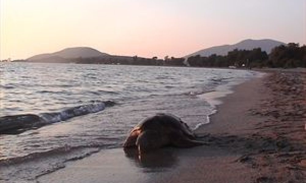 Νεκρή χελώνα καρέτα - καρέτα στη παραλία της Νέας Χώρας στα Χανιά