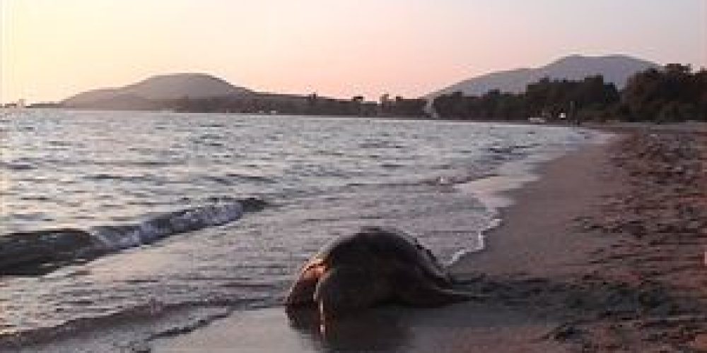 Νεκρή χελώνα καρέτα – καρέτα στη παραλία της Νέας Χώρας στα Χανιά