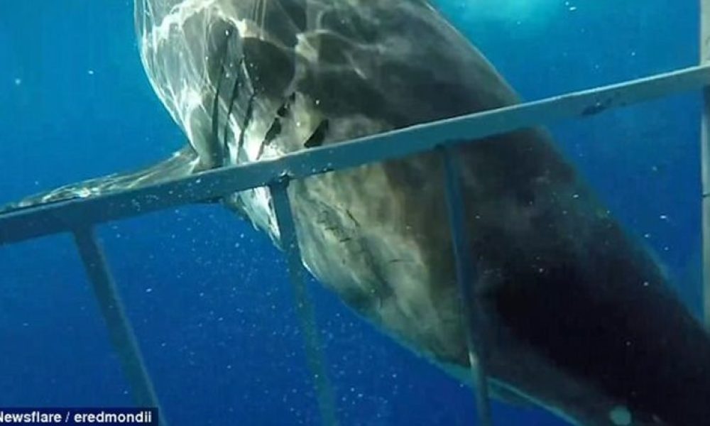 Τρόμος: Καρχαρίας ορμάει σε κλουβί με δύτη και σπάει μια από τις μπάρες του
