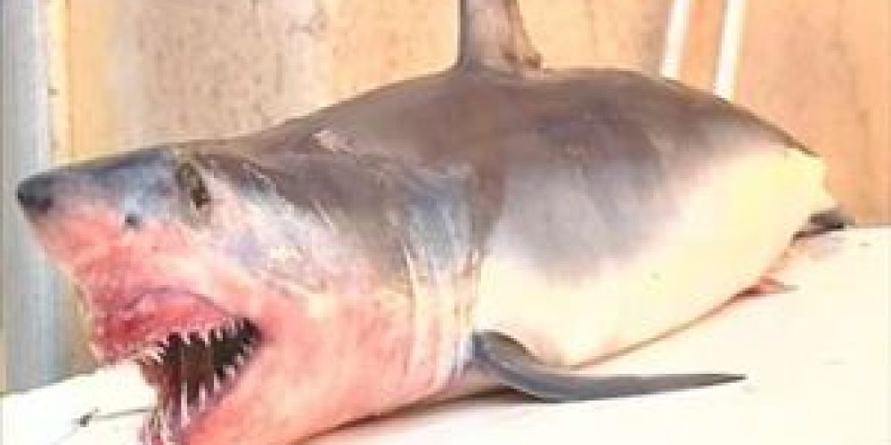 Ψαράς έπιασε μικρό καρχαρία στο Ακρωτήρι Χανίων