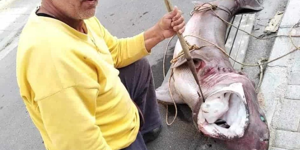 Χανιά: Ψαράς ψάρεψαν καρχαρία 200 κιλών (video – φωτο)
