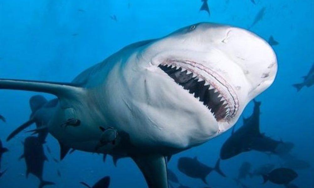 Σοκ και δέος Καρχαρίες στην Κρήτη Απίστευτο βίντεο