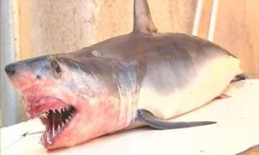 Ψαράς "έπιασε" μικρό καρχαρία στο Ακρωτήρι Χανίων