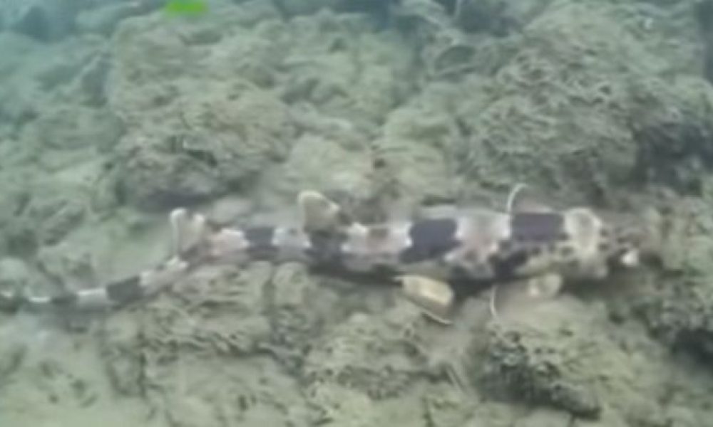 Βρέθηκαν καρχαρίες που περπατούν και έξω από το νερό (video)