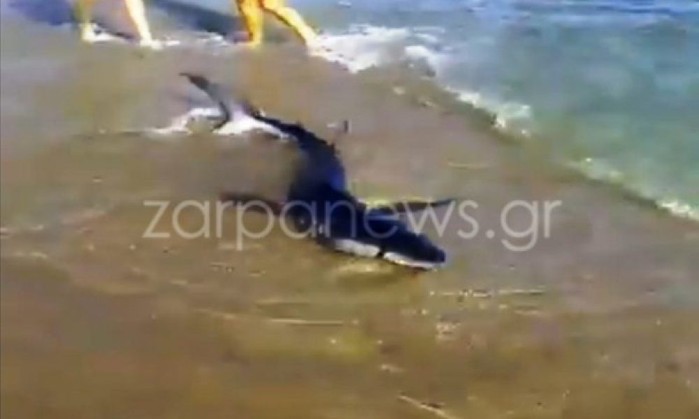 Σοκαριστικό βίντεο: Καρχαρίας βγήκε σε παραλία των Χανίων