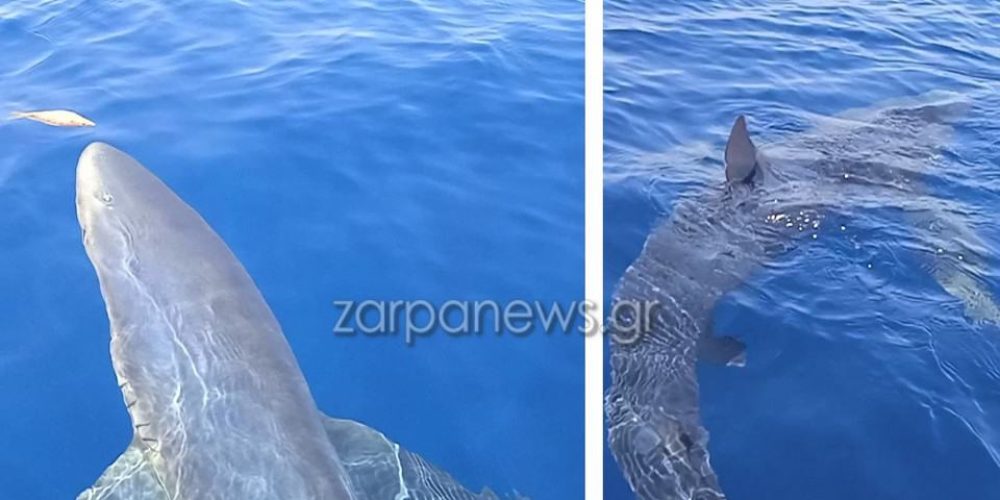 Άφωνοι Χανιώτες ψαράδες εντόπισαν γαλάζιος καρχαρίας πάνω από τρία μέτρα (video)