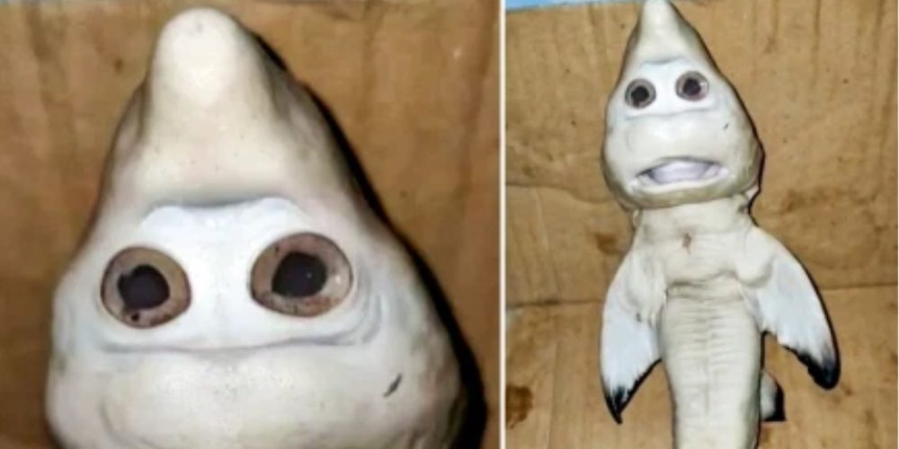 Τρομακτικό: Έμβρυο καρχαρία με παράξενη δυσμορφία που θυμίζει «ανθρώπινο πρόσωπο» (video)