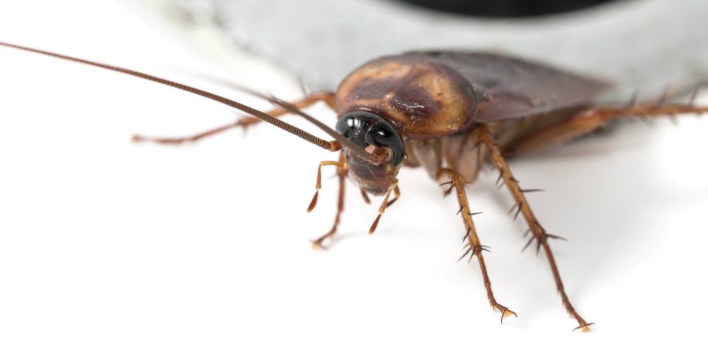 Γυναίκα πήγε στο νοσοκομείο με πόνους στο αυτί και βρήκαν μέσα… κατσαρίδα