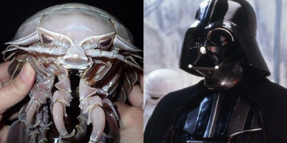 Ανακαλύφθηκε «θαλάσσια κατσαρίδα» που μοιάζει με τον Darth Vader από το Star Wars (video)