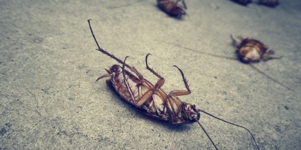 Δέκα παράξενα πράγματα που δεν ξέρετε για τις κατσαρίδες