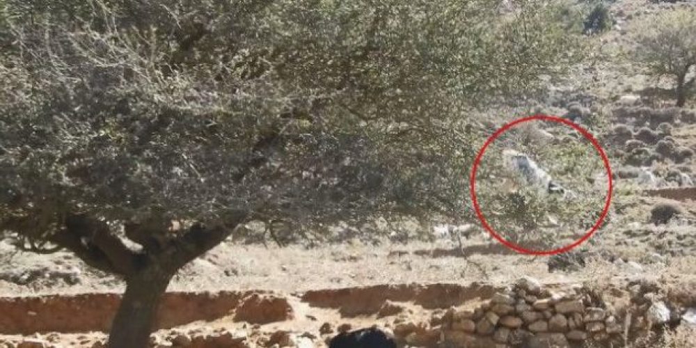 Κρήτη: Κατσίκα ακροβάτης βολτάρει με άνεση πάνω σε μια αχλαδιά (video)