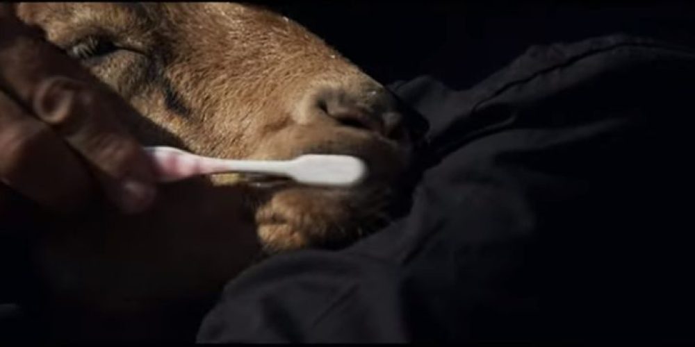 Το ξεκαρδιστικό βίντεο των Κρητικών που τα σπάει! – Ο Σήφης, η κατσίκα και οι οδοντίατροι