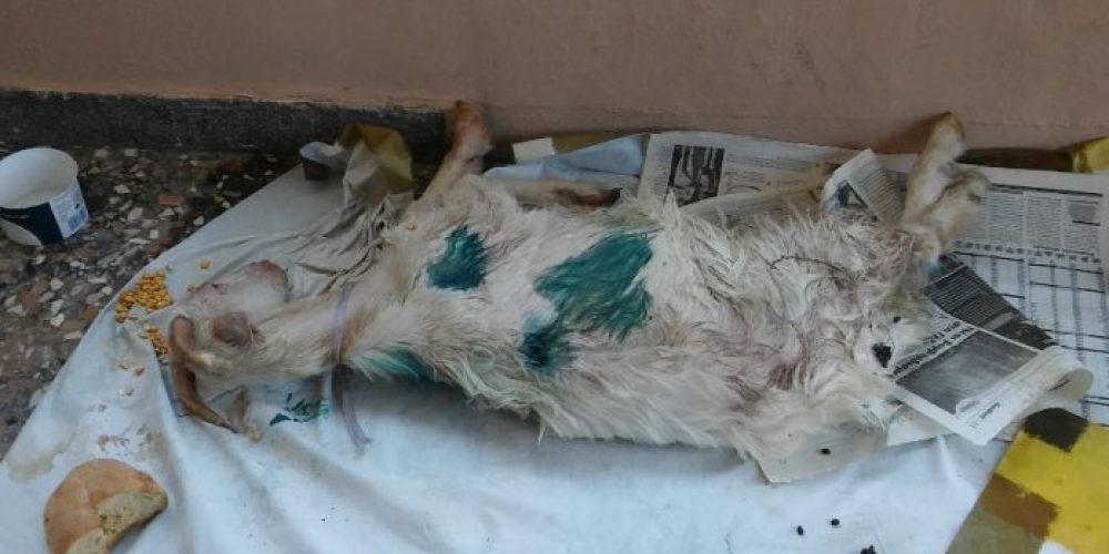 Xανιά: Αδέσποτα σκυλιά κατασπάραξαν κατσικάκι σε αυλή σπιτιού στη Νέα Χώρα