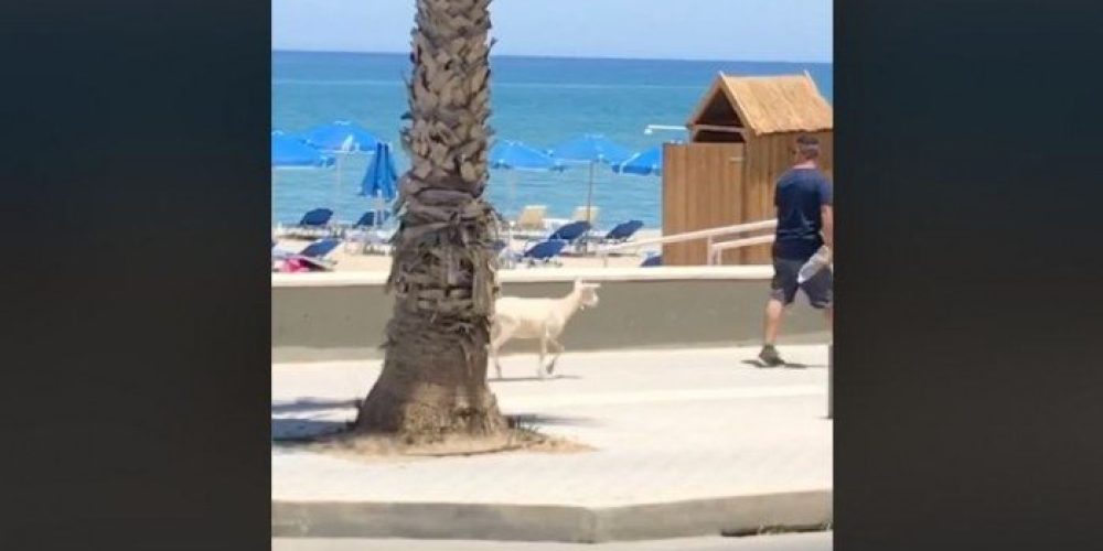 Στην Κρήτη βγάζουμε βόλτα κατσικάκια – Δείτε το  viral βίντεο