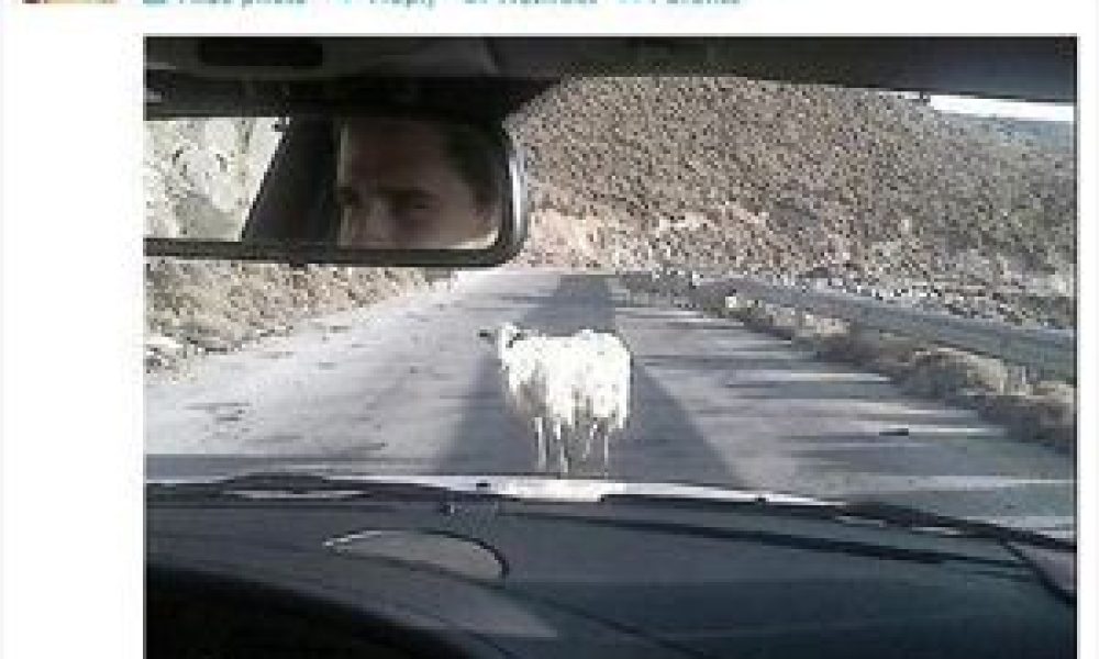 Το Κρητικό...πρόβατο που εντυπωσίασε την Kirsten Dunst