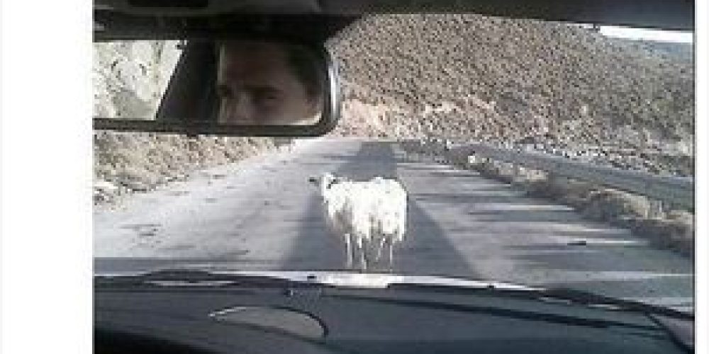 Το Κρητικό…πρόβατο που εντυπωσίασε την Kirsten Dunst