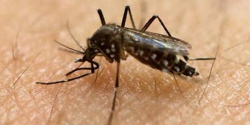 «Επέστρεψε» ο ιός του Δυτικού Νείλου- Συναγερμός για τα μολυσμένα κουνούπια