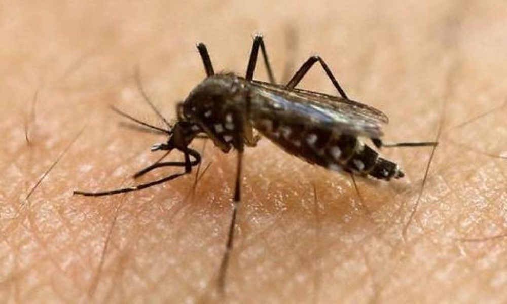 «Επέστρεψε» ο ιός του Δυτικού Νείλου- Συναγερμός για τα μολυσμένα κουνούπια
