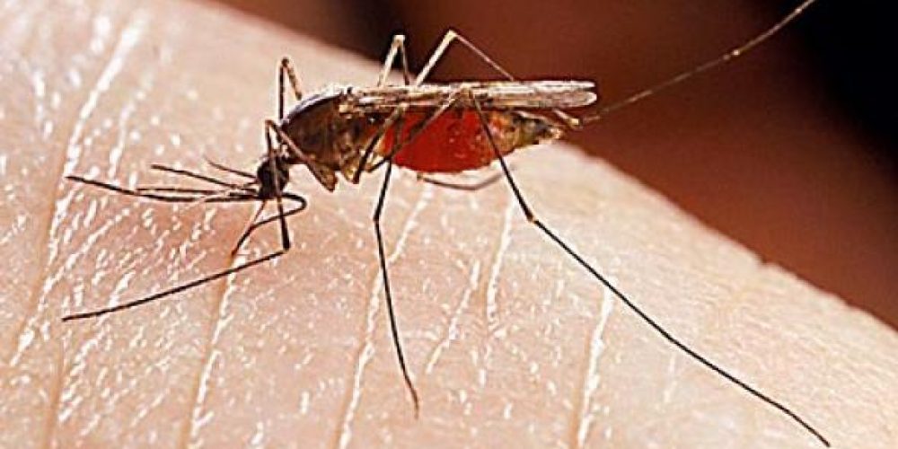 Κορωνοϊός: Όλη η αλήθεια για το αν μεταδίδεται με το τσίμπημα κουνουπιών