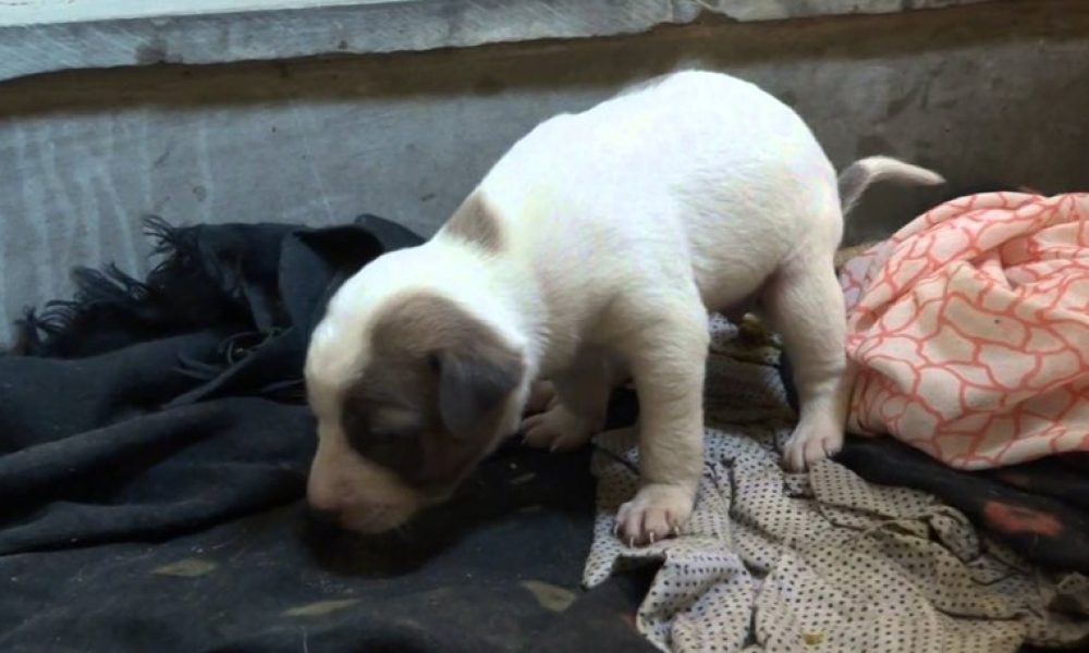 Συνελήφθη βαμπίρ με θύματα... σκυλιά - Έπινε το αίμα από κουτάβια πριν τα σκοτώσει