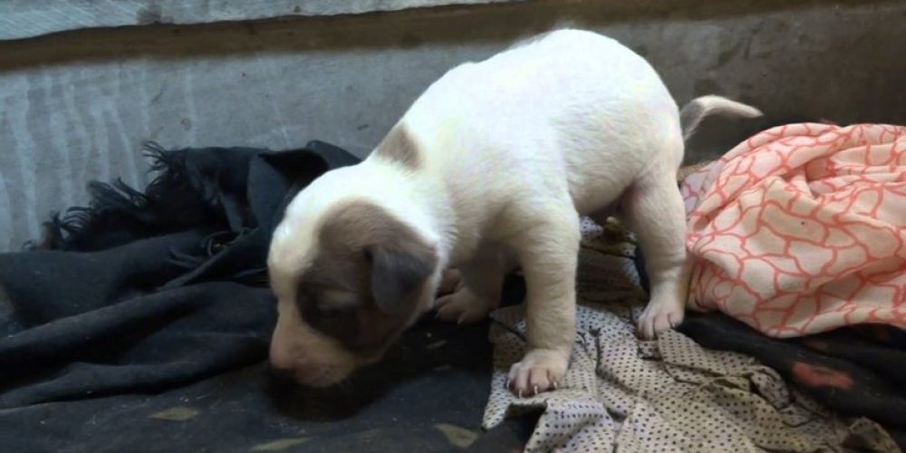Συνελήφθη βαμπίρ με θύματα… σκυλιά – Έπινε το αίμα από κουτάβια πριν τα σκοτώσει