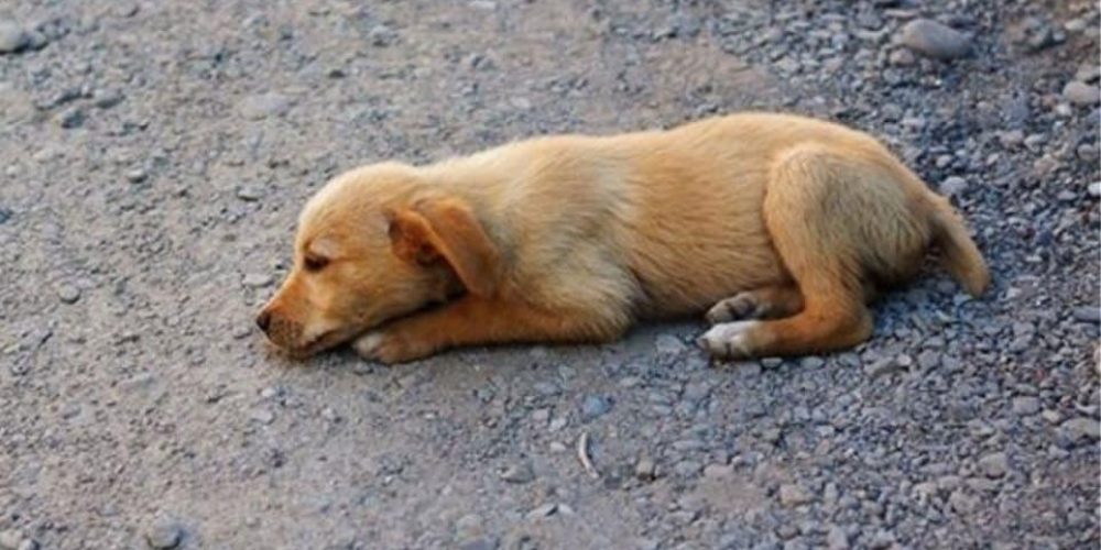 Κρήτη: Δηλητηρίασαν με φόλες σκύλους