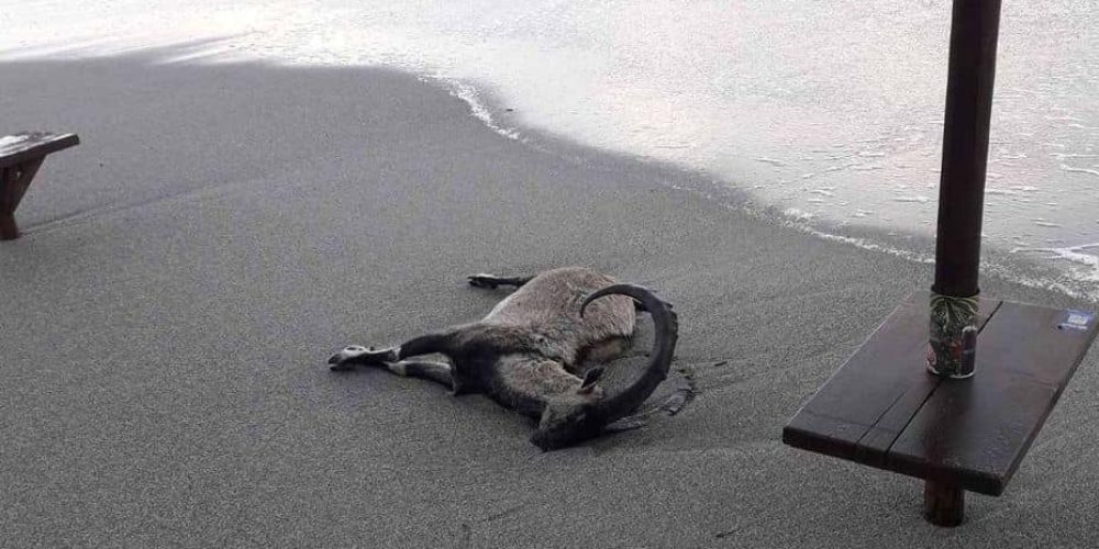 Χανιά: Νεκρό κρι-κρι «ξέβρασε» η θάλασσα στον Πλατανιά (φωτο)
