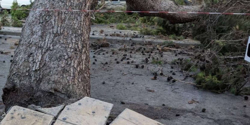 Κρήτη: Το τραγικό παιχνίδι της μοίρας για τον 50χρονο που καταπλακώθηκε από δέντρο (video)