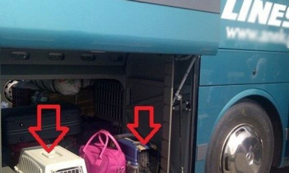 Συνελήφθη ο οδηγός του ΚΤΕΛ που αρνήθηκε να επιβιβάσει ζώο στο λεωφορείο