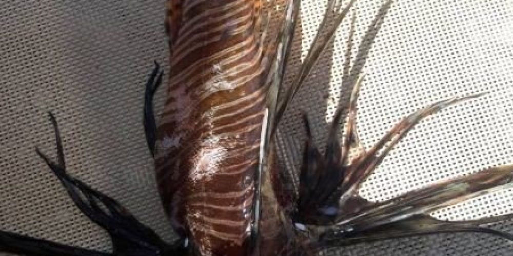 Κρήτη: Ερασιτέχνης ψαράς αλίευσε το επικίνδυνο λεοντόψαρο