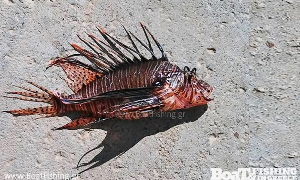 Πιάστηκε λεοντόψαρο στη Κρήτη - Ένα εξαιρετικά επικίνδυνο ψάρι για όλους