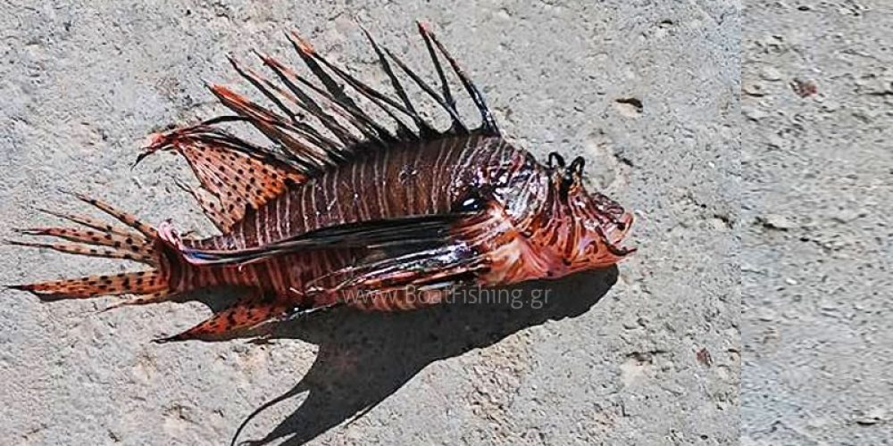 Πιάστηκε λεοντόψαρο στη Κρήτη – Ένα εξαιρετικά επικίνδυνο ψάρι για όλους