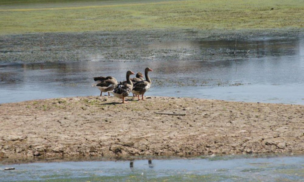 Χανιά: Σήμερα η γιορτή των Πουλιών στη λίμνη της Αγιάς