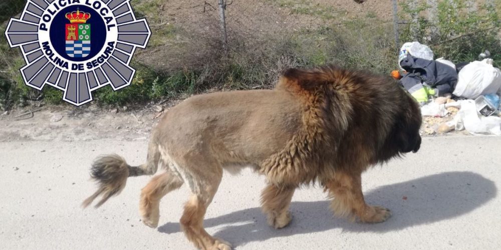 Λιοντάρι περιφερόταν στους δρόμους; – Προκάλεσε αναστάτωση (φωτο)