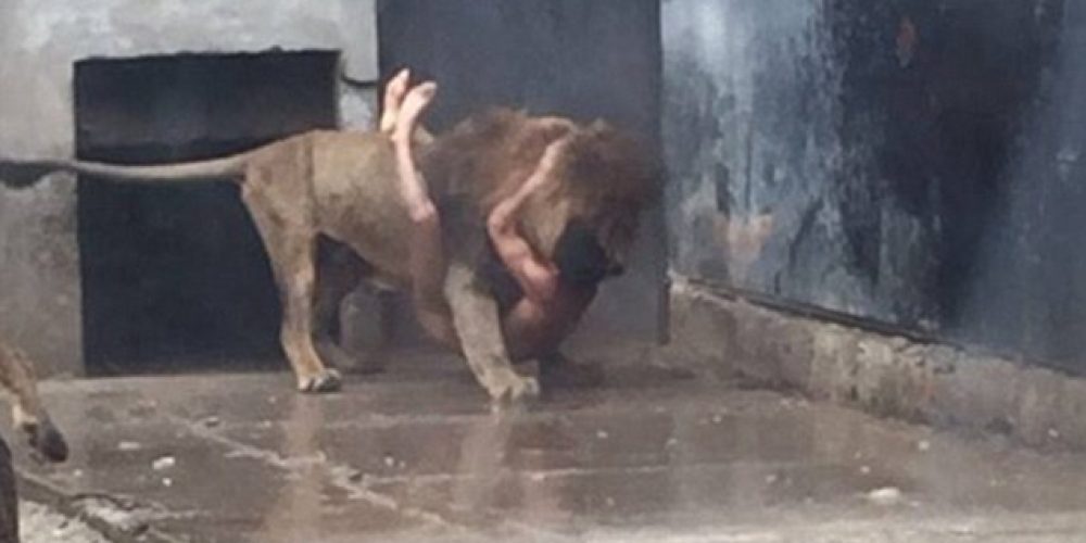 Βίντεο: Πήδηξε γυμνός στο κλουβί με τα λιοντάρια για να τον φάνε