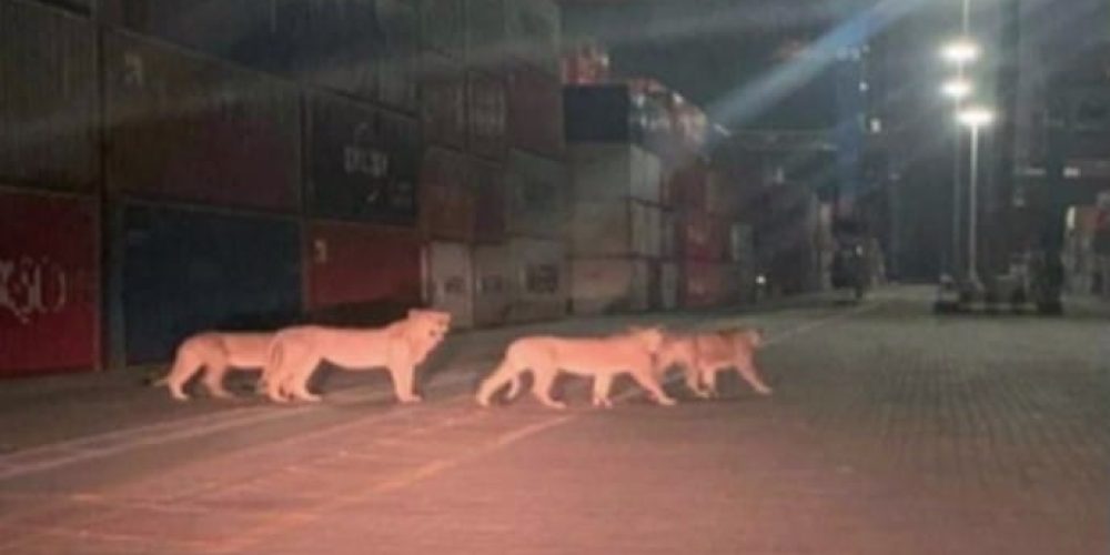 «Λιοντάρια δραπέτευσαν στο λιμάνι του Πειραιά»: Κινητοποίηση και fake news (φωτο)