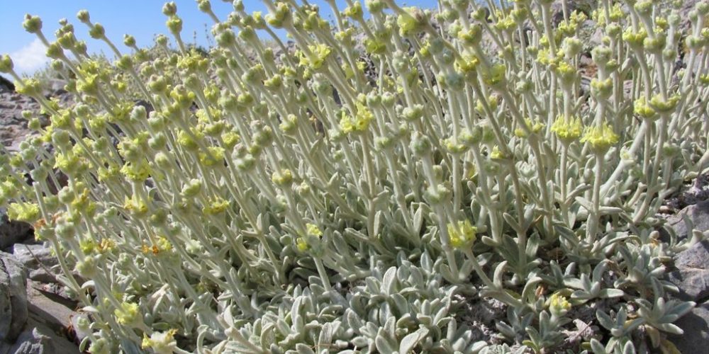 Απαγορεύεται η συλλογή αρωματικών φυτών στα Χανιά
