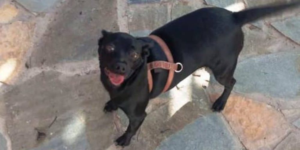 Χανιά: Γυναίκα βρέθηκε νεκρή με τον σκύλο της για μέρες στην αγκαλιά της! (φωτο)